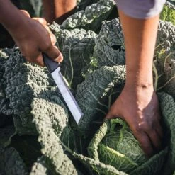 Fiskars 6 In. Stainless Steel Harvest Knife -Garden Tool Store 65ad984c 6743 4598 9345 125f4feaffb5