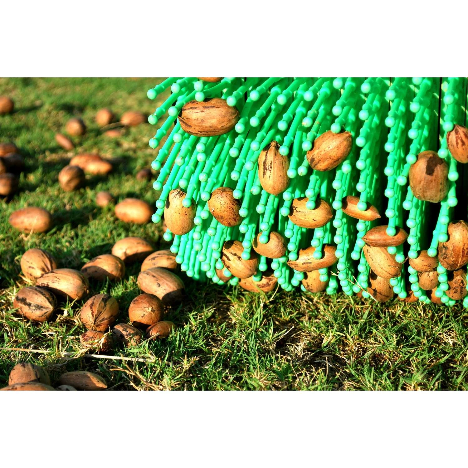 Bag-A-Nut Poly Pecan Picker Aluminum Handle 6 Bag-A-Nut Poly Pecan Picker Aluminum Handle - Image 4